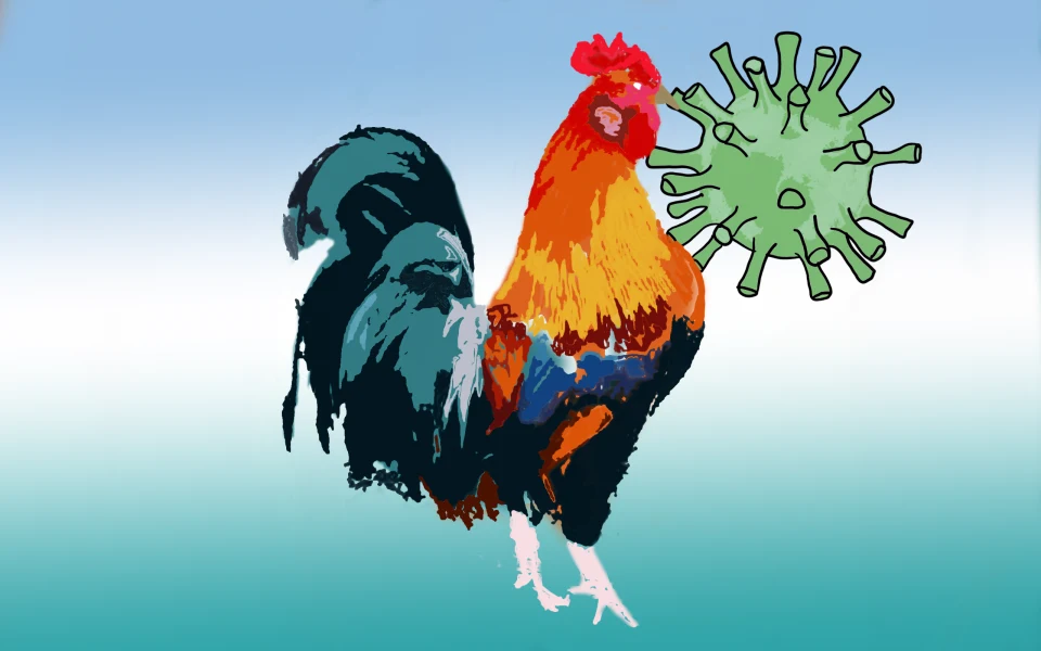 grippe aviaire