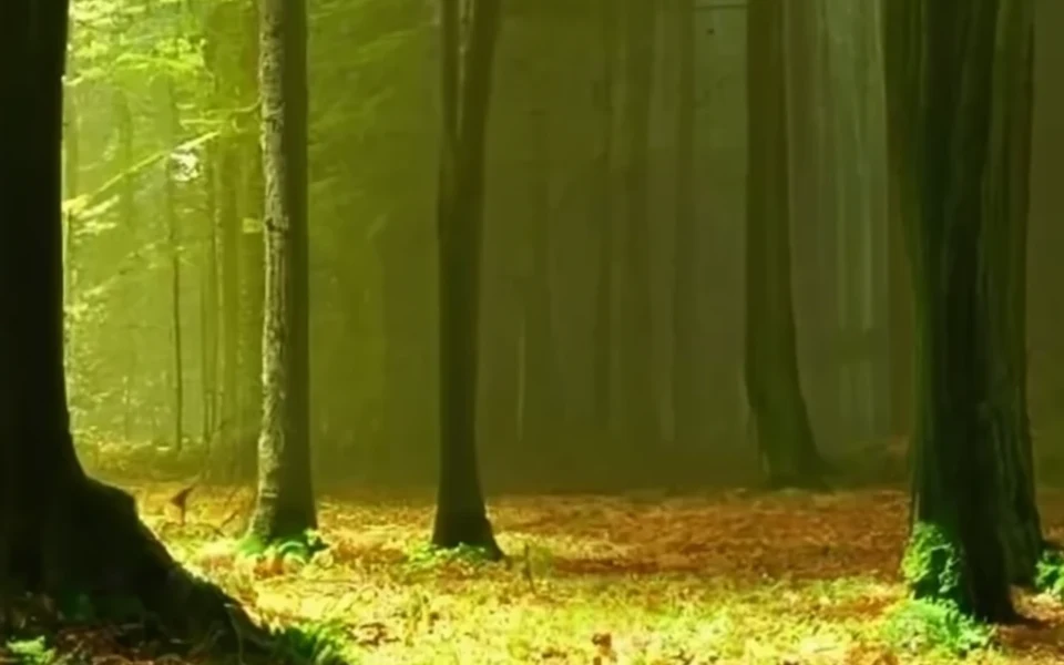 forêt généré par craiyon